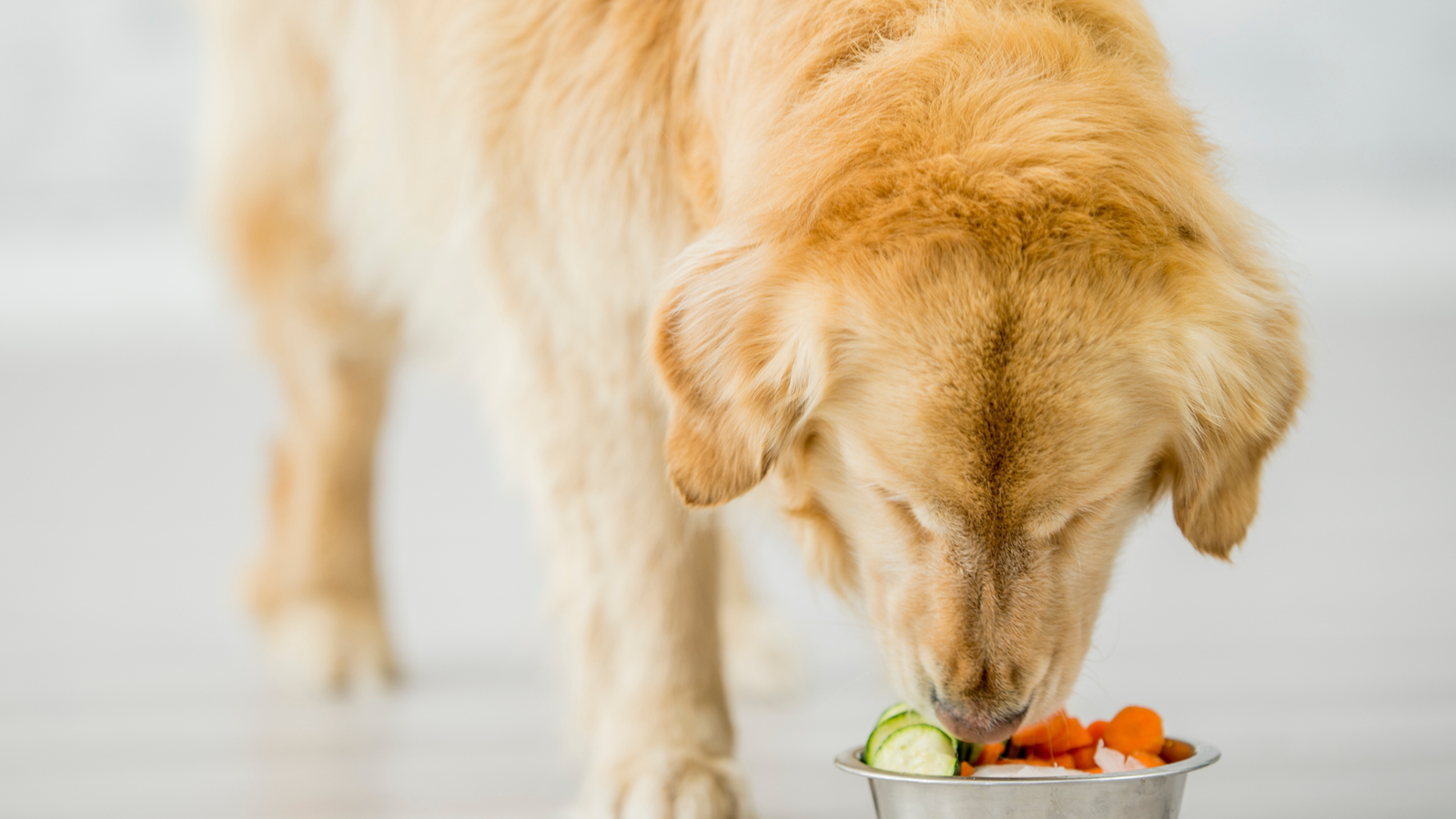 Image showcasing Ultimate Guide to Feeding Senior Dogs: Nutrients, Portion, Care