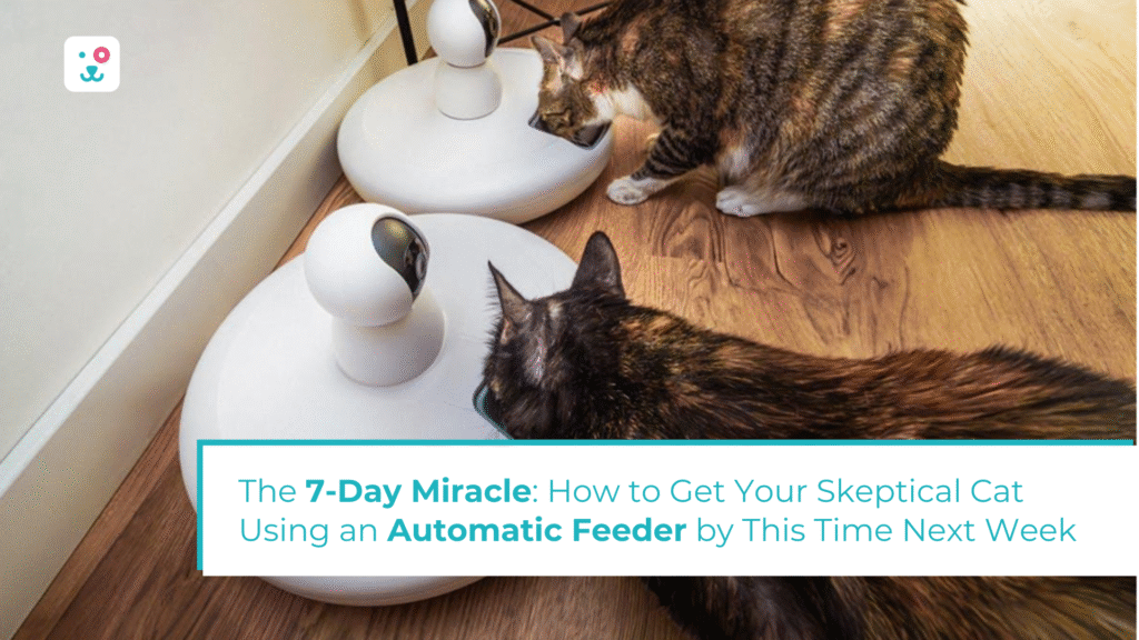 The 7-Day Miracle: How to Get Your Skeptical Cat Using an Automatic Feeder by This Time Next Week