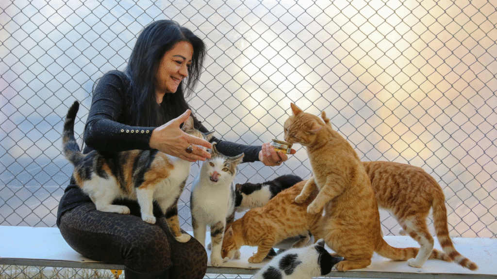 lots of cat with cat parent 