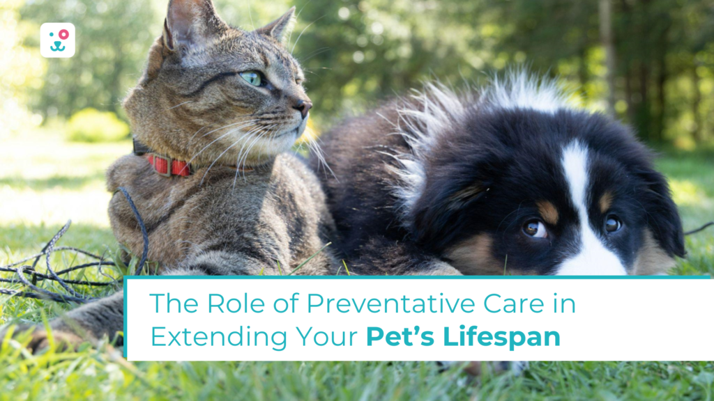 The Role of Preventative Care in Extending Your Pet’s Lifespan