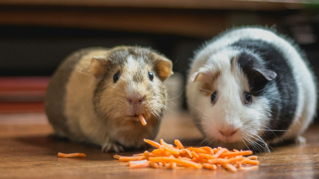 two hamster eating carrot