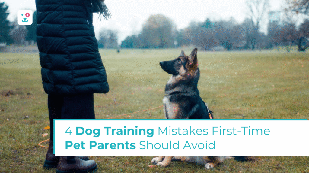4 Dog Training Mistakes First-Time Pet Parents Should Avoid