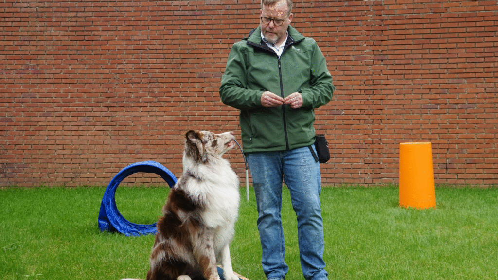 consistent dog training by pet owner and dog
