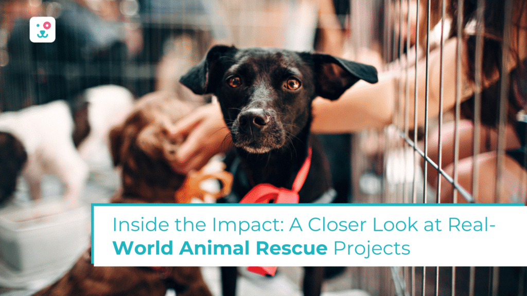 Inside the Impact: A Closer Look at Real-World Animal Rescue Projects
