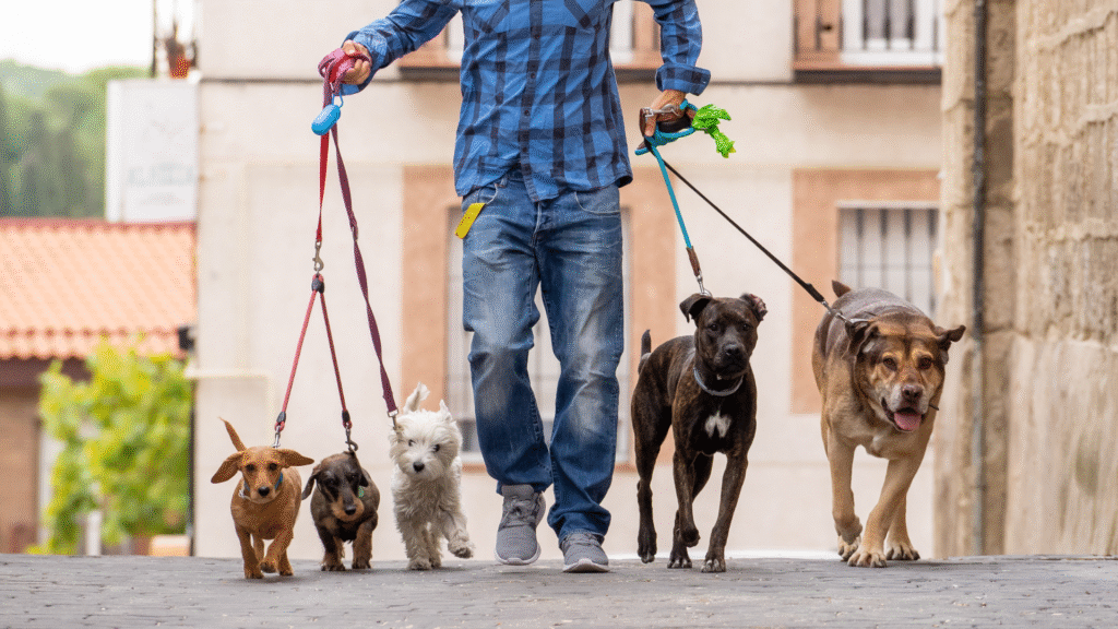 dog waking with multiple dogs