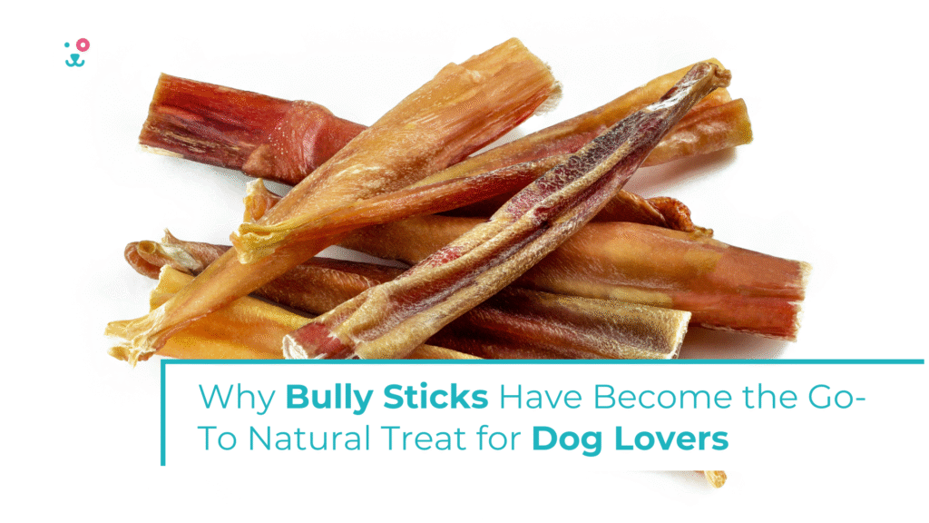 Why Bully Sticks Have Become the Go-To Natural Treat for Dog Lovers
