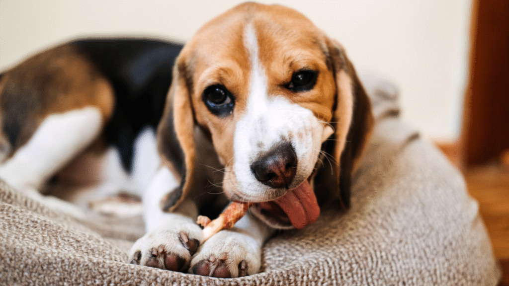 dog eating Bully sticks as a treat