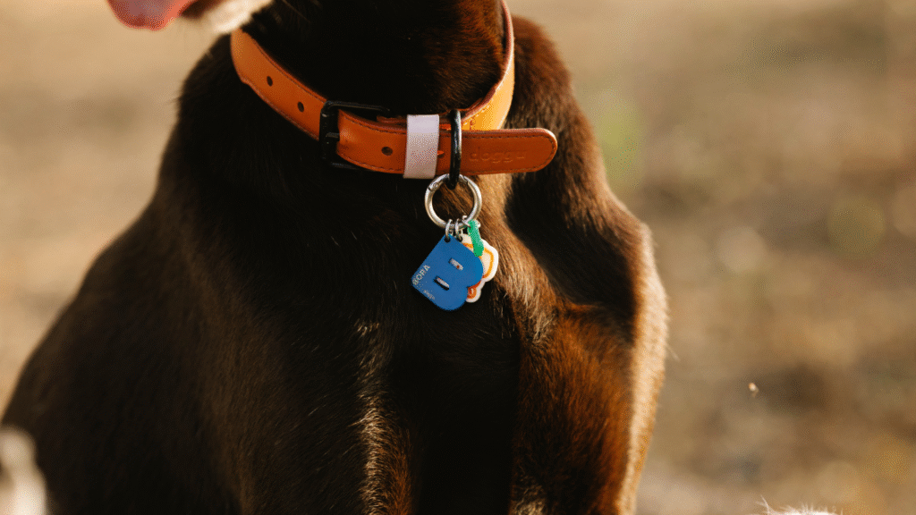 dog owner get gifted a smart dog collar