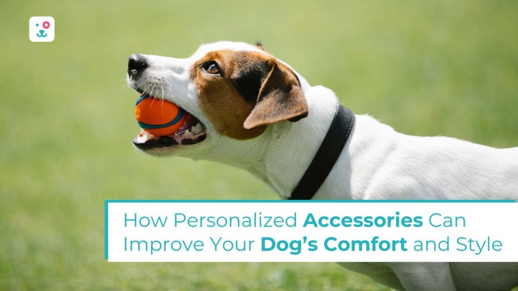 How Personalized Accessories Can Improve Your Dog’s Comfort and Style