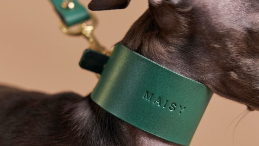dog personalized collar helps in dog's comfort and style