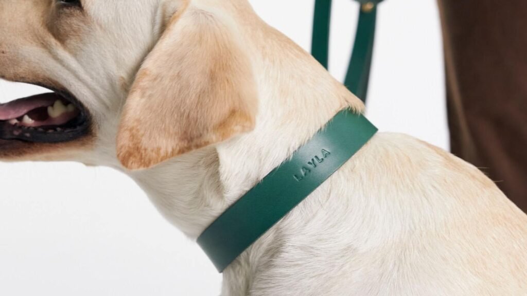 dog collar helps in dog's comfort and style