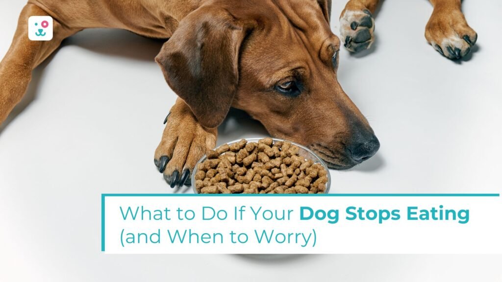 What to Do If Your Dog Stops Eating (and When to Worry)
