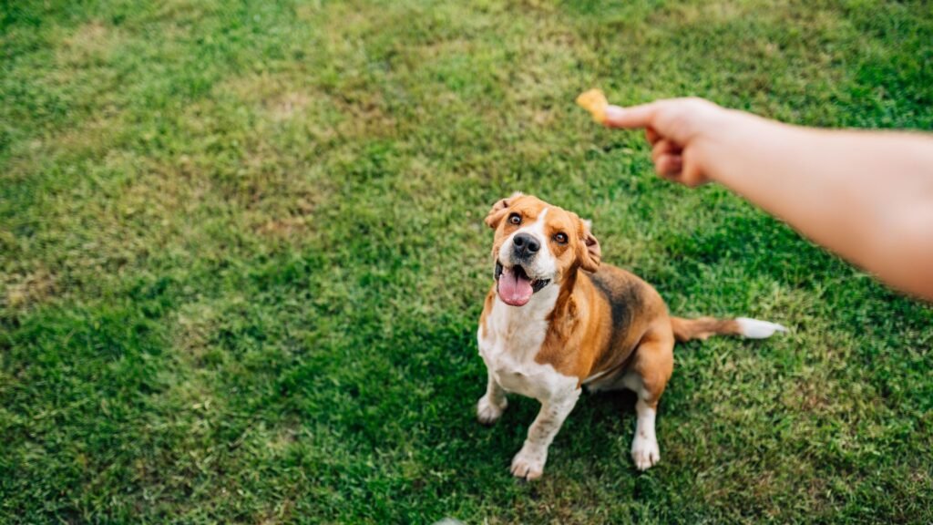 Exercise to eat pet food