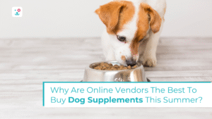 Why Are Online Vendors The Best To Buy Dog Supplements This Summer?