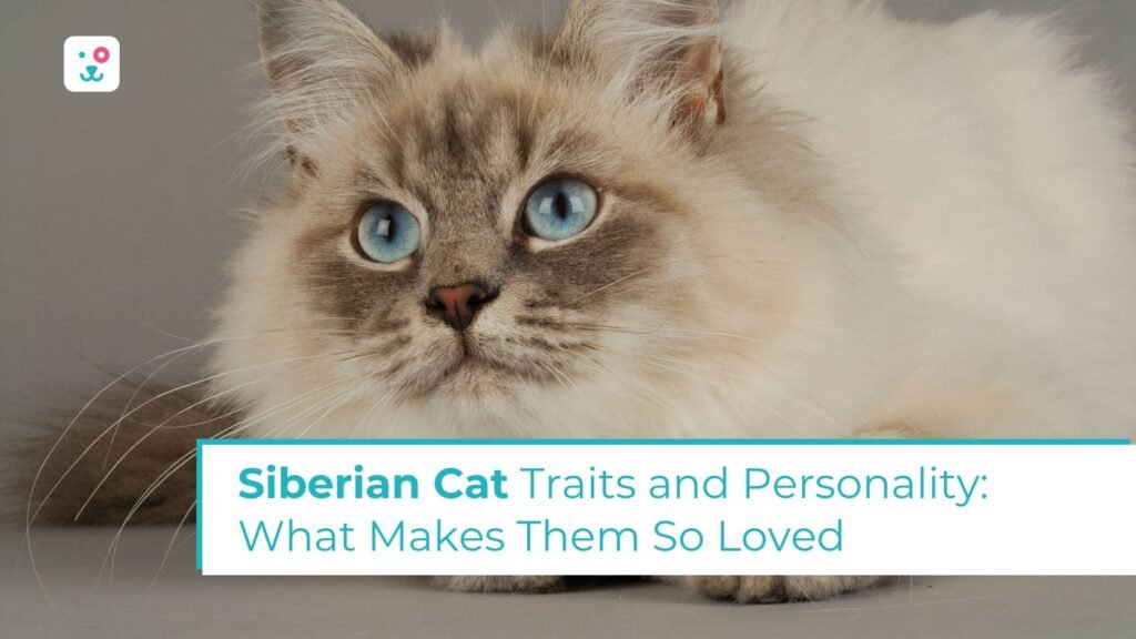 Siberian Cat Traits and Personality: What Makes Them So Loved