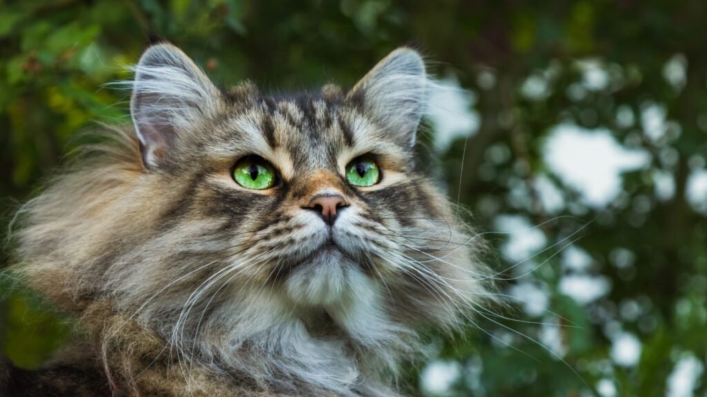 Siberian Cat Traits are from Ancient 