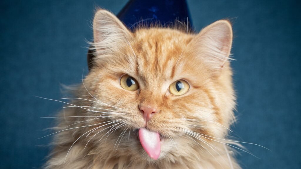 Siberian Cat Traits are friendly