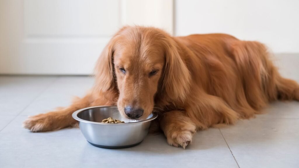 The Secret Ingredient Behind Every Tail Wag on our Pet Food Palatants