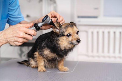 Veterinarian using a dog ear scope to examine dog’s ear.