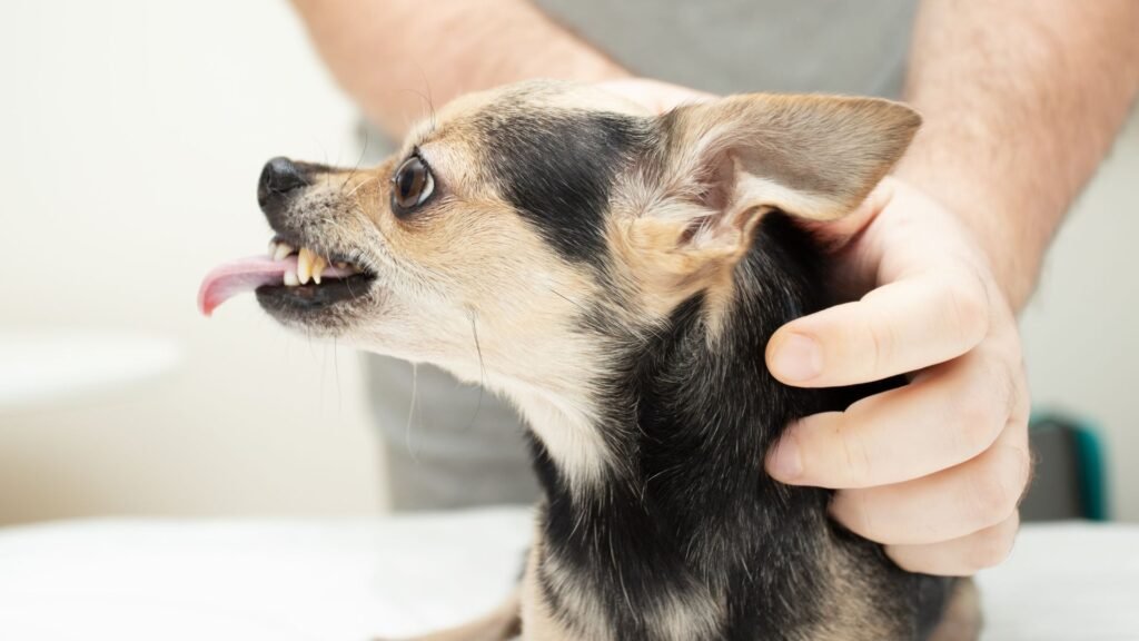Aggressive Dog has some trigger points, the dog growl
